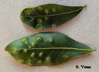   Leaf Blister - Oak Tree 1 image