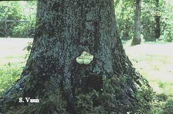  Heart Rot Conk - Oak Tree 1 image