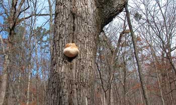  Heart Rot Conk - Oak Tree 2 image