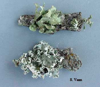  Lichens (non-pathogenic) - Oak Tree image