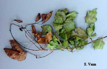  Fire Blight - Ornamental Pear 1 image