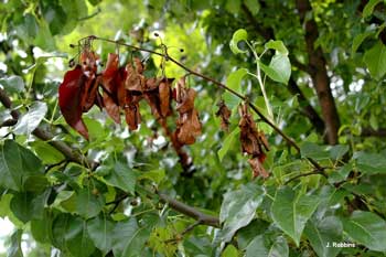  Fire Blight - Ornamental Pear 2 image