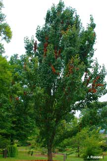  Fire Blight - Ornamental Pear 3 image