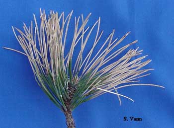  Needle Blight - Japanese Black Pine Tree image