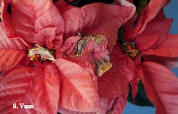 Poinsettia 2 image