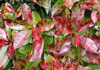  Photinia Leaf Spot 1 image