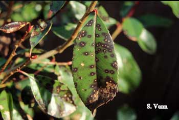  Photinia Leaf Spot 2 image