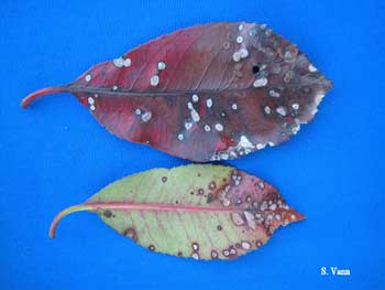  Photinia Leaf Spot 3 image
