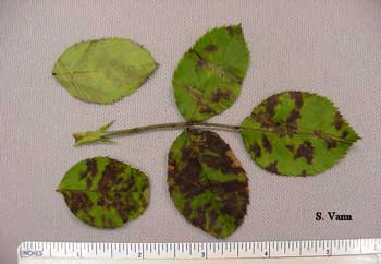 Downy Mildew image