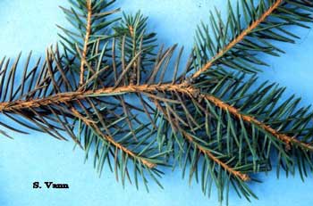  Needle Blight - Spruce Tree image