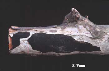  Hypoxylon Canker - Sycamore Tree image