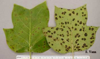  Physiological Leaf Spot - Tulip Tree image