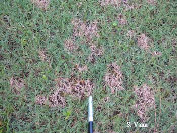 Dollar Spot 2 image 