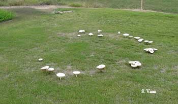 Fairy Ring 1 image 