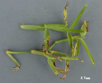  Gray Leaf Spot image 