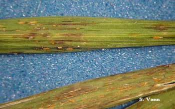 Leaf Rust image 