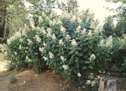 Picture of H. p. 'Pink Diamond' bush