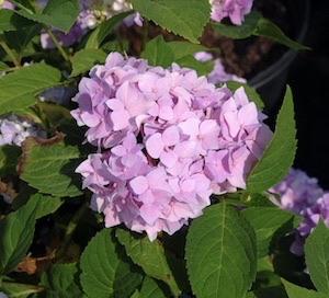 Picture of All Summer Beauty flowers Picture of All Summer Beauty flowers