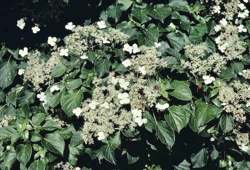 Picture closeup of Climbing Hydrangea white flowers.