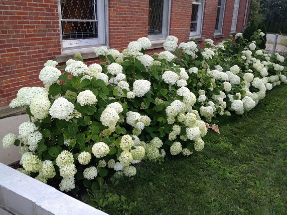Picture of H. a. 'Annabelle' flowers and bush Picture of H. a. 'Annabelle' flowers and bush