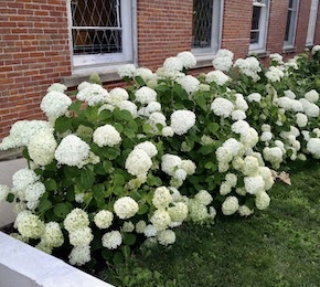 Picture of H. a. 'Annabelle' flowers and bush Picture of H. a. 'Annabelle' flowers and bush