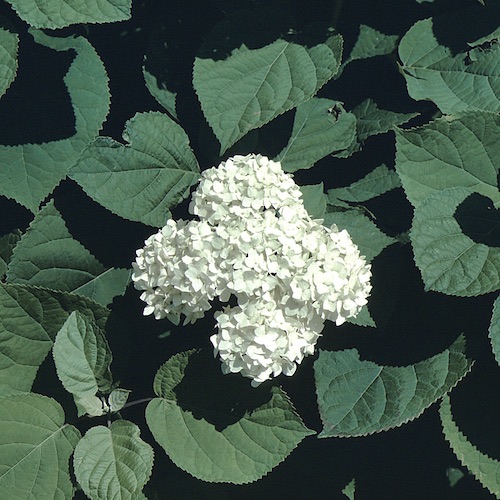 Picture of H. a. 'Grandiflora' flowers close-up Picture of H. a. 'Grandiflora' flowers close-up