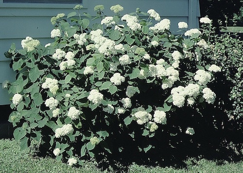Picture of H. a. 'Grandiflora' bush and flowers Picture of H. a. 'Grandiflora' bush and flowers