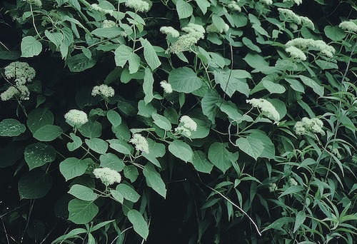 Picture of H. arborescens flowers and bush Picture of H. arborescens flowers and bush