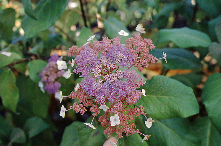 Picture of H. aspera 'Kawakamii' flowers