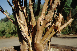 Picture of H. a. ssp. sargentiana trunk