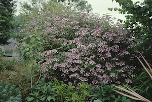 Picture of H. a. var. villosa (H. villosa) flowers and form