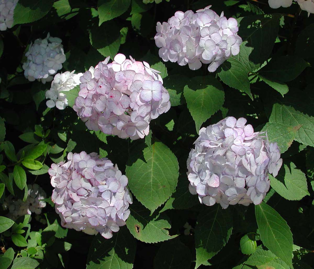 Picture of preziosa flowers and bush
