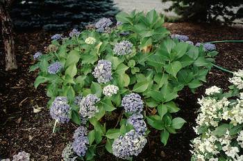 Picture of Ayesha, silver slipper flowers and form