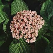 Picture of Ayesha, silver slipper, pink flower Picture of Ayesha, silver slipper, pink flower