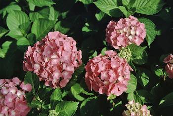 Picture of mophead blauer-zwerg flowers Picture of mophead blauer-zwerg flowers