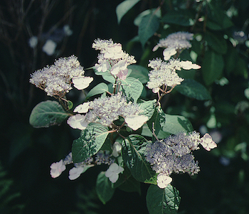 Picture of blue lace flower