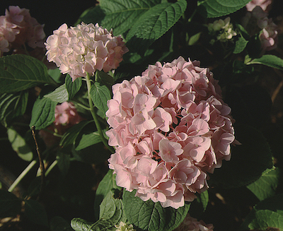 Picture of bodensee flowers