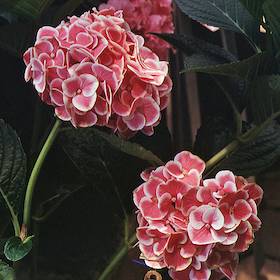 Picture of H. m. 'Harlequin' flowers Picture of H. m. 'Harlequin' flowers