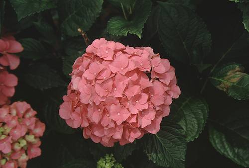 Picture of Charme flowers close-up