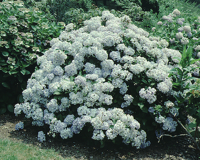 Picture of domotoi flowers and form Picture of domotoi flowers and form