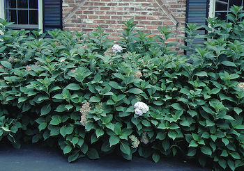 Picture of dooley foliage Picture of dooley foliage