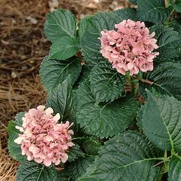 Picture of H. m. 'Freudenstein' flowers