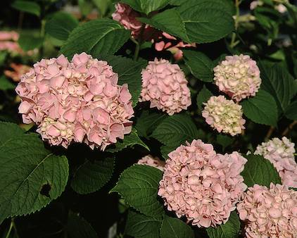 Picture of Vicomtesse de vibraye flowers Picture of Vicomtesse de vibraye flowers