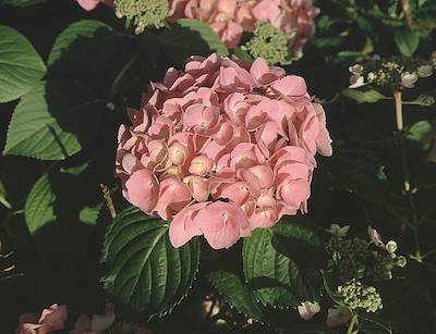 Picture of Gertrude Glahn flowers Picture of Gertrude Glahn flowers