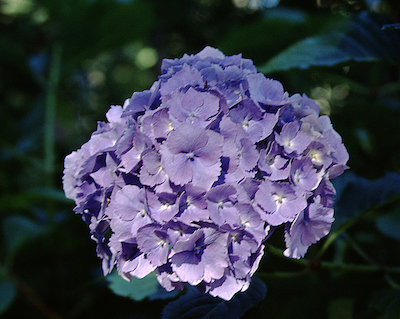 Picture of H. m. 'Hamburg' deep purple flowers