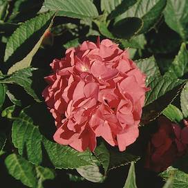 Picture of leuchtfeuer flowers