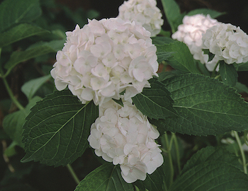 Picture of madame emile mouil flowers Picture of madame emile mouil flowers