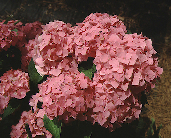 Picture of marechal flowers Picture of marechal flowers
