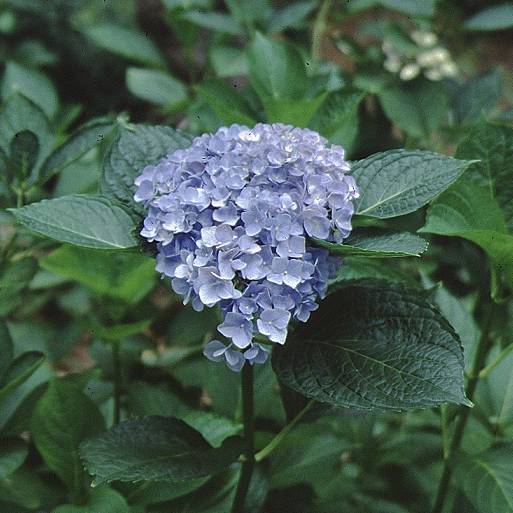 Picture of mathilda gutges flowers Picture of mathilda gutges flowers