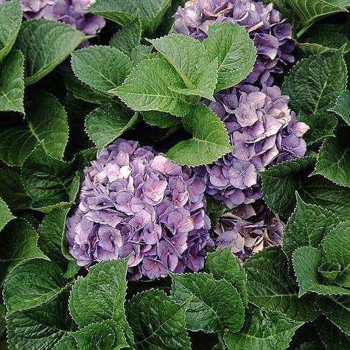Picture of merrits supreme flowers Picture of merrits supreme flowers